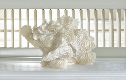 Large White Coral Tabletop Decor Large White Coral Tabletop Decor